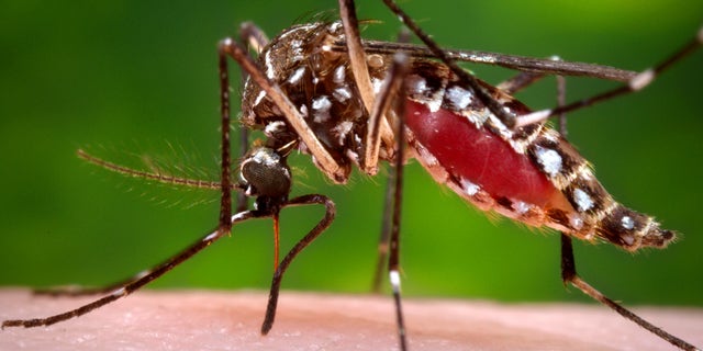 The Aedes aegypti mosquito, shown here, is one type of mosquito capable of infecting people with dengue fever. (REUTERS/James Gathany/CDC/Handout via Reuters)
