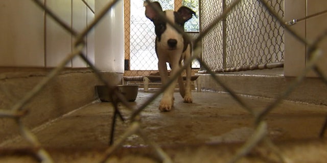 When officials arrived they said they found a van filled with dogs.