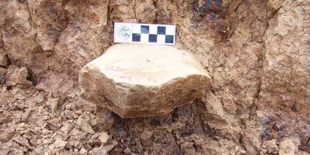 One of the artifacts gets excavated from a layer that is 2.1 million years old. The artifact here is a stone from which three flakes were removed. Credit: Zhaoyu Zhu