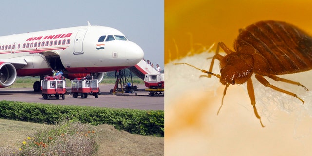 Air India flights from New Jersey 'infested' with bed bugs, passengers claim  Fox News