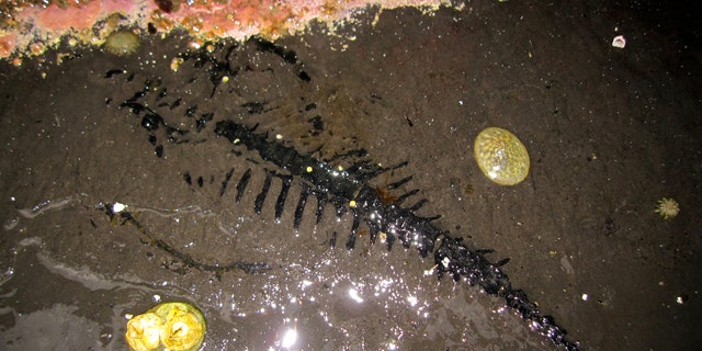Low tides revealed this rare fossil find in Alaska.