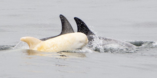 This albino Risso's dolphin was spotted near Moss Landing in California on June 7, 2017 by Blue Ocean Whale Watch.
