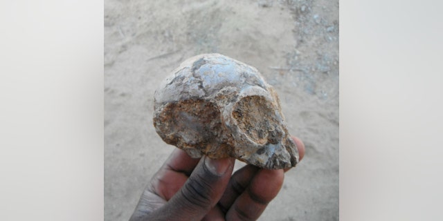 The Alesi fossil skull is seen after attached sandstone rock was partially removed at the Turkana Basin Insitute near Lodwar, Kenya. The lemon-sized fossil skull of an infant ape nicknamed Alesi that inhabited a Kenyan forest about 13 million years ago is offering a peek at what the long-ago common ancestor of people and all modern apes may have looked like as seen in this handout photo obtained by Reuters August 8, 2017. (Christopher Kiarie/Stony Brook University/Handout via REUTERS)