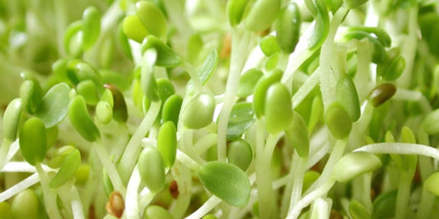 Photo of alfalfa sprouts.