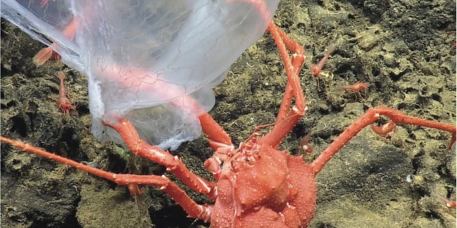 A deep-sea crab (Paralomis) scavenges the carcass of the jellyfish Deepstaria. Credit: D. Fornari (WHOI-MISO Facility) and the Ocean Exploration Trust/NautilusLive