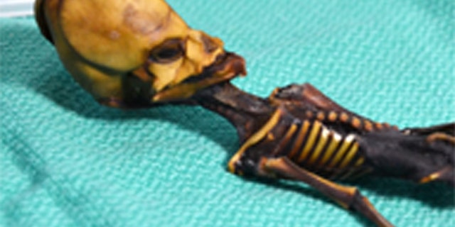 A mummified specimen from Chile's Atacama region prompted speculation for a decade about the find's peculiar skull. Credit: Dr. Steven Greer/SiriusDisclosure.com