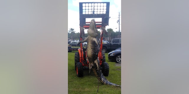The men had to use a tow assist to get the alligator back to shore.