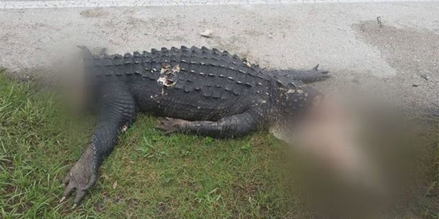 This alligator, with its head and tail missing, was found Sunday in Lakeland, Fla.