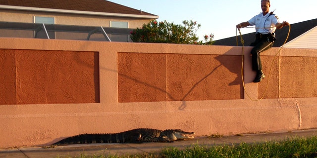Pinellas County Sheriff’s Office deputies captured a seven and a half foot alligator as it walked toward a school crossing at Forest Lakes Elementary School in Oldsmar, Florida.
