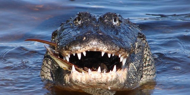 An American alligator's grin reveals rows of sharp teeth.