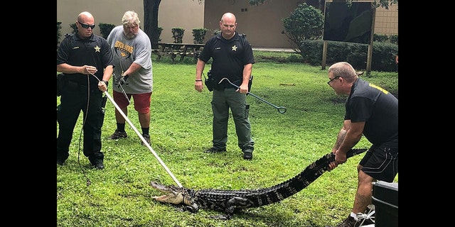 The Facebook page for Pasco County Schools in Pasco County, Florida, on Thursday shared a snap of an alligator being removed from school property.