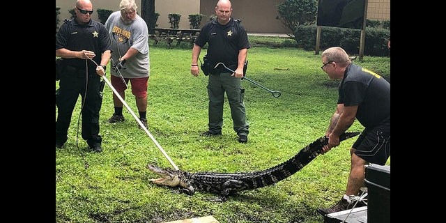 The Facebook page for Pasco County Schools in Pasco County, Florida, on Thursday shared a snap of an alligator being removed from school property.