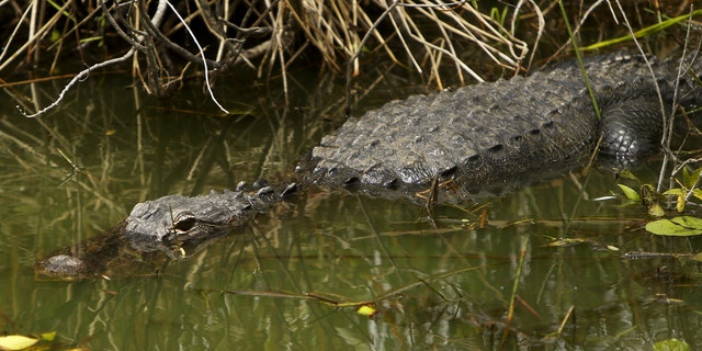 An alligator suns itself along the Anhinga Trail at Everglades National Park, Florida April 22, 2015. U.S. President Barack Obama is visiting the subtropical swamps of the park on Wednesday, part of a push to get Americans thinking and talking about the damage climate change is causing close to home. REUTERS/Jonathan Ernst - RTX19VEA