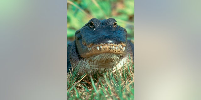 An American Alligator is shown standing in an alert post in the Arthur R. Marshall Loxahatchee National Wildlife Refuge in Palm Beach County, Florida in this U.S. Fish and Wildlife Service photo released on August 14, 2014. Wildlife officials on Friday will open a Florida nature preserve for the first time to a handful of alligator hunters who waited more than a decade to stalk the large reptiles in the Everglades.  REUTERS/U.S. Fish and Wildlife Service/Handout  (UNITED STATES - Tags: ANIMALS ENVIRONMENT SPORT) FOR EDITORIAL USE ONLY. NOT FOR SALE FOR MARKETING OR ADVERTISING CAMPAIGNS. THIS IMAGE HAS BEEN SUPPLIED BY A THIRD PARTY. IT IS DISTRIBUTED, EXACTLY AS RECEIVED BY REUTERS, AS A SERVICE TO CLIENTS - RTR42HGE