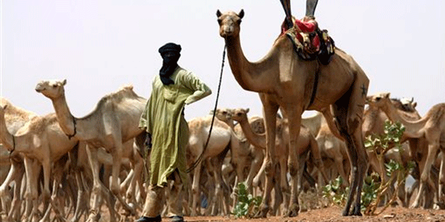 May 17, 2010: A nomad from the Tuareg tribe of the Sahara Desert brings his herd for vaccination to a team of U.S. Special Forces in the Sahara Desert handing out aid near the town of Gao in northeastern Mali.