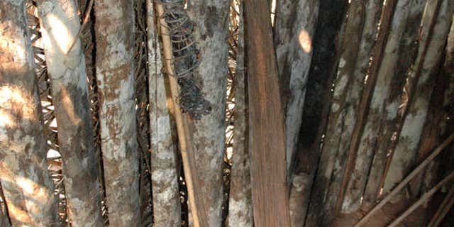 File photo - Resin torch and stake made by the man, found by FUNAI in his house, Tanaru territory, Rondônia state, Brazil, 2005. © Fiona Watson/Survival