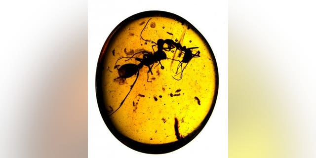 Workers of two different ant species fighting, caught in 100-million-year-old Burmese amber