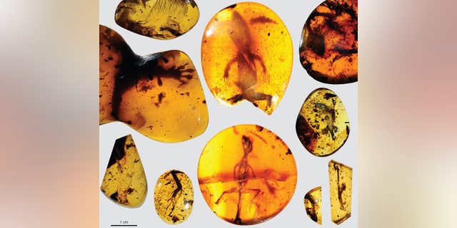 A chameleon about 100 million years old preserved in amber.