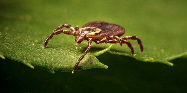 An American dog tick.