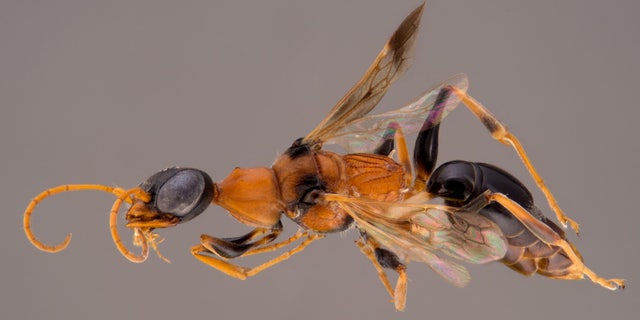 The dementor wasp injects a paralyzing toxin into its prey's belly before chowing down on its (still alive) lunch.