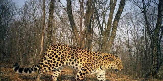 An Amur leopard is caught on camera at Land of the Leopard National Park in Russia.