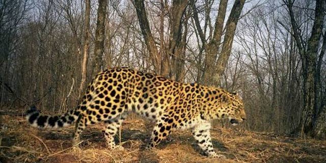 An Amur leopard is caught on camera at Land of the Leopard National Park in Russia.