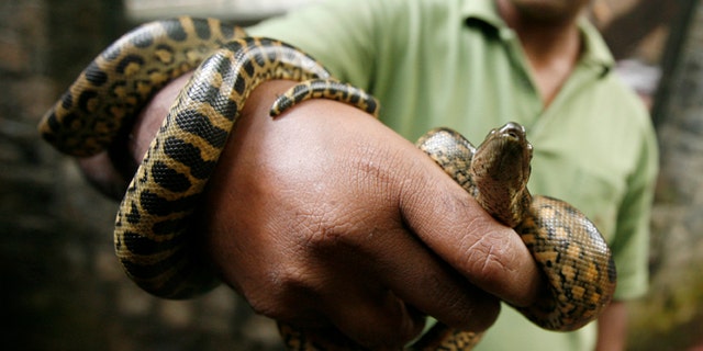 full grown green anaconda