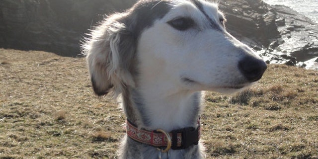 Salukis appear genetically different from other modern dogs because they were geographically isolated and were not part of the 19th century Victorian-initiated Kennel Clubs that blended lineages to create most of the breeds we keep as pets today.