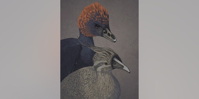 An artist rendition of the non-avian dinosaur Anchiornis (left) and a tinamou, a primitive modern bird (right), with snouts rendered transparent to show the premaxillary and palatine bones.