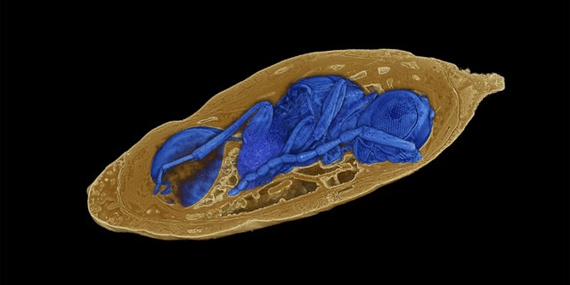 X-ray imaging reveals concealed parasitoid wasps inside mineralized fly pupae. Credit: Photo: Georg Oleschinski/Rendering: Thomas van de Kamp
