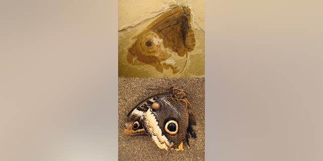 A photo of the modern owl butterfly (Caligo Memnon) shown below a fossilized Kalligrammatid lacewing (Oregramma illecebrosa) shows some of the convergent features independently evolved by the two distantly-related insects, including wing eyespots and wing scales.