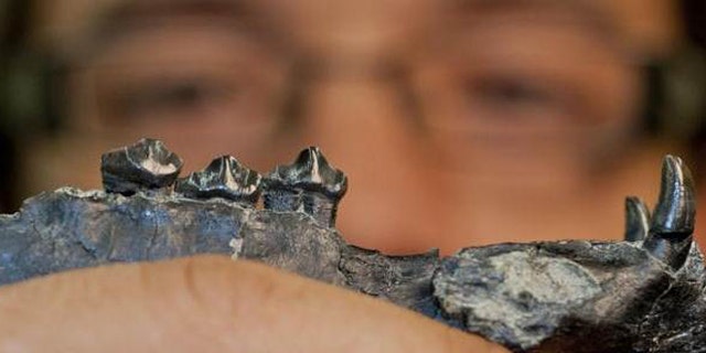 University of Florida researcher Aldo Rincon holds out the lower jaw of Aguascalieta panamaensis, a newly described species of ancient camel. The 20 million-year-old fossil specimen was recovered from the Las Cascadas formation in Panama.