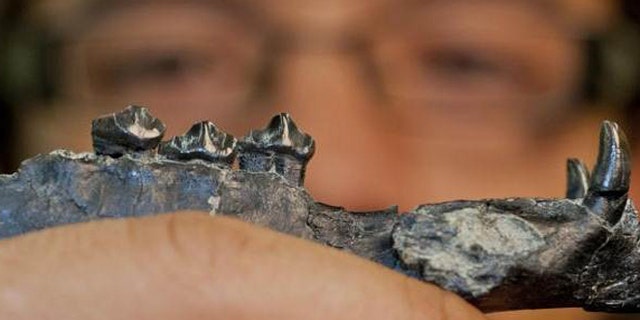 University of Florida researcher Aldo Rincon holds out the lower jaw of Aguascalieta panamaensis, a newly described species of ancient camel. The 20 million-year-old fossil specimen was recovered from the Las Cascadas formation in Panama.