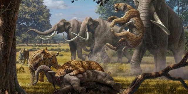 Biologists have found that a pack of hypercarnivores, such as saber-toothed cats (shown here fighting with adult Colombian mammoths over a young mammoth carcass), could have taken down juveniles of Earth's largest herbivores.