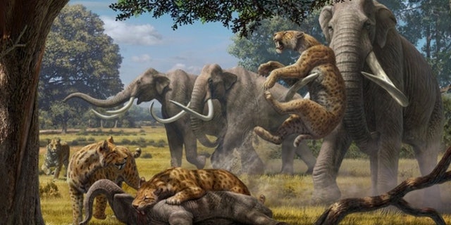 Biologists have found that a pack of hypercarnivores, such as saber-toothed cats (shown here fighting with adult Colombian mammoths over a young mammoth carcass), could have taken down juveniles of Earth's largest herbivores.