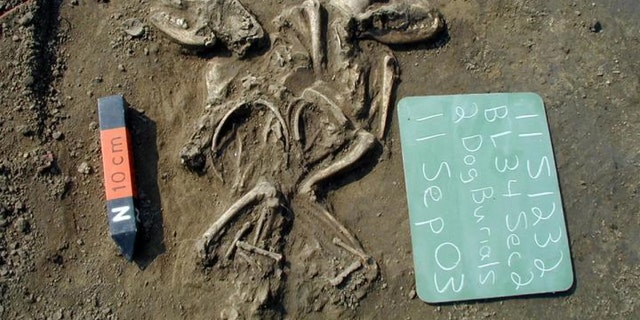 Two dogs buried together in Illinois. The remains date back to between 660 to 1,350 years ago. Credit: Courtesy of Illinois State Archaeological Survey, Prairie Research Institute.