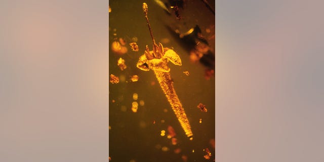 The new fossil flower Strychnos electri in its original Dominican amber piece of mid-Tertiary age. The whole flower is less than 20 mm long and is the first finding of an asterid flower in amber from the New World. (George Poinar)