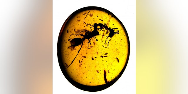 Two 99-million-year-old ant species frozen in eternal battle.