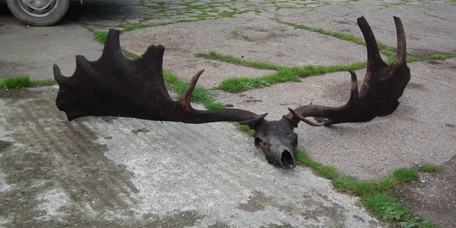 Fishermen caught quite the catch with this enormous skull and antlers from an extinct Irish elk. Credit: Pat Grimes/Ardboe Heritage