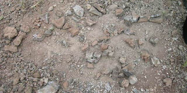 A collection of the reptilian fossils that date back to the Middle Triassic.