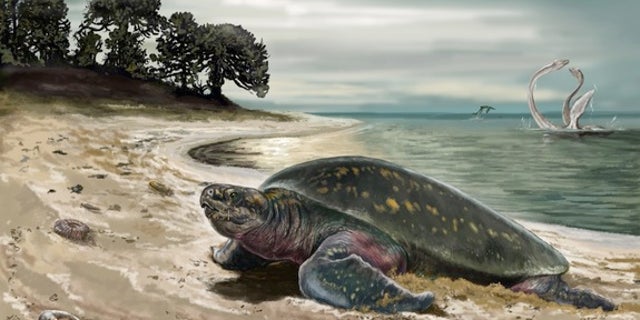 An illustration of the now-extinct sea turtle <em>Desmatochelys padillai</em>.