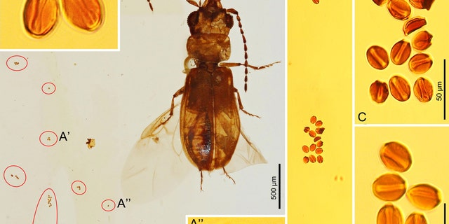 Cycad pollen grains associated with C. cycadophilus