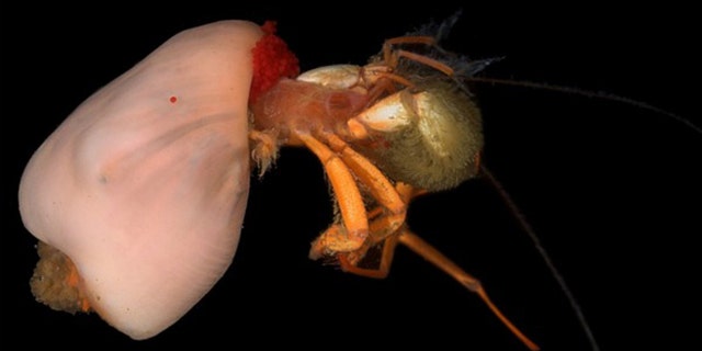 Deep sea symbiosis: A hermit crab uses an anemone as a shell.