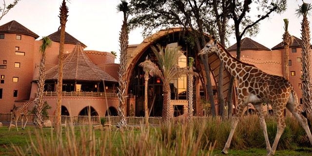 A man fell at Walt Disney World's Animal Kingdom Lodge the same day a 33-year-old cast member suffered a fatal accident.