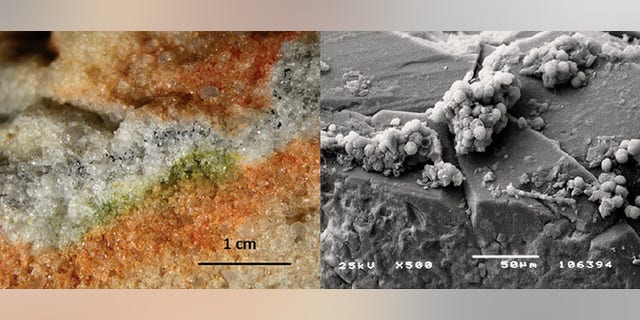 Section of rock colonised by cryptoendolithic microorganisms and the Cryomyces fungi in quartz crystals under an electron microscope.