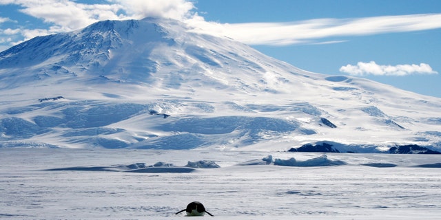 File photo: A lone foraging emperor penguin "toboggans" on its belly across the frozen Ross Sea, with the live volcano Mount Erebus in the background, off Ross Island, Antarctica, December 9, 2006. (REUTERS/Deborah Zabarenko)