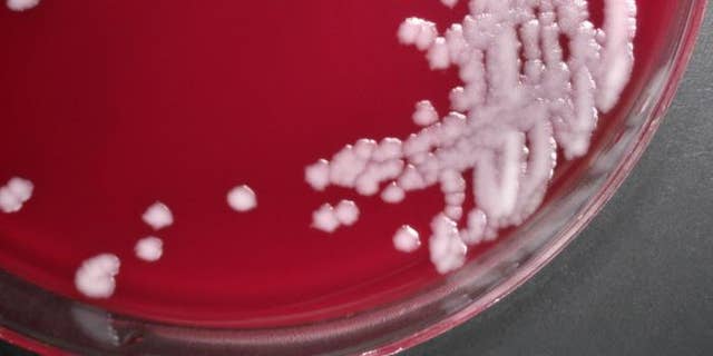 This photograph depicts the colonial growth displayed by Sterne strain members of the Gram-positive bacterium, Bacillus anthracis. Anthrax is a serious infectious disease caused by gram-positive, rod-shaped bacteria known as Bacillus anthracis. (CDC/ Dr. Todd Parker. Ph.D.; Assoc. Director for Lab. Science/DPEI(Acting) and LRN Training Coordinator)