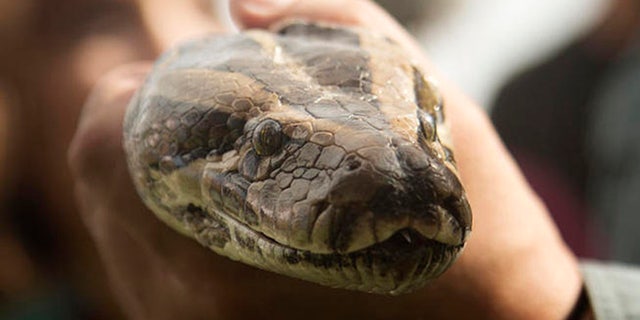 A Burmese python is displayed at the kick-off ceremonies in Davie, Fla., Saturday, Jan. 12, 2013 for the 2013 "Python Challenge" organized by the Florida Fish and Wildlife Conservation Commission. (AP Photo/J Pat Carter)