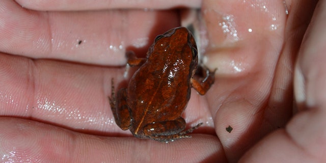 n this Dec. 3, 2016 photo, a man holds a rare frog that hasn't been seen in decades, in Bulawayo, Zimbabwe. The Artholeptis troglodytes, also known as the cave squeaker because of its preferred habitat, was discovered in 1962 but there were no reported sightings of the elusive amphibian after that.