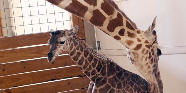 April giraffe